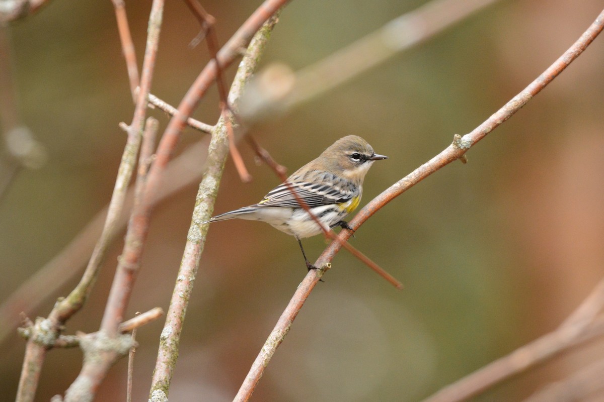 Yellow-rumped Warbler (Myrtle) - Nick Kachala