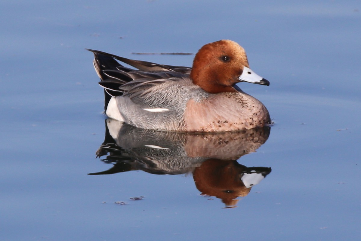 eBird Checklist - 8 Jan 2021 - San Gabriel Coastal Basin Spreading ...