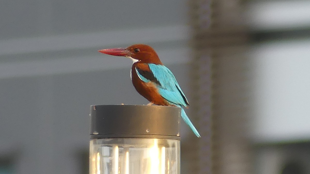 White-throated Kingfisher - ML295878371