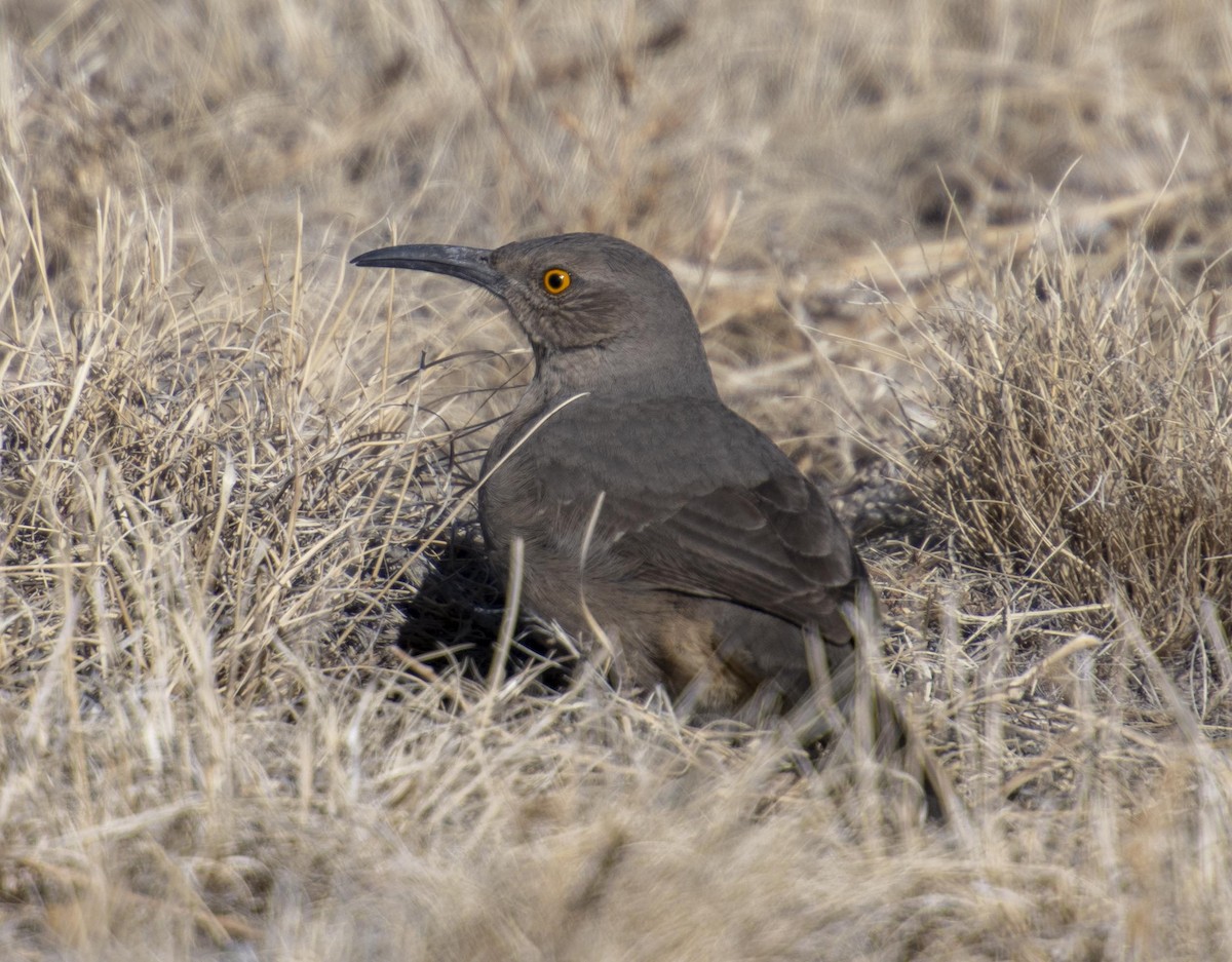 Curve-billed Thrasher - ML295878551