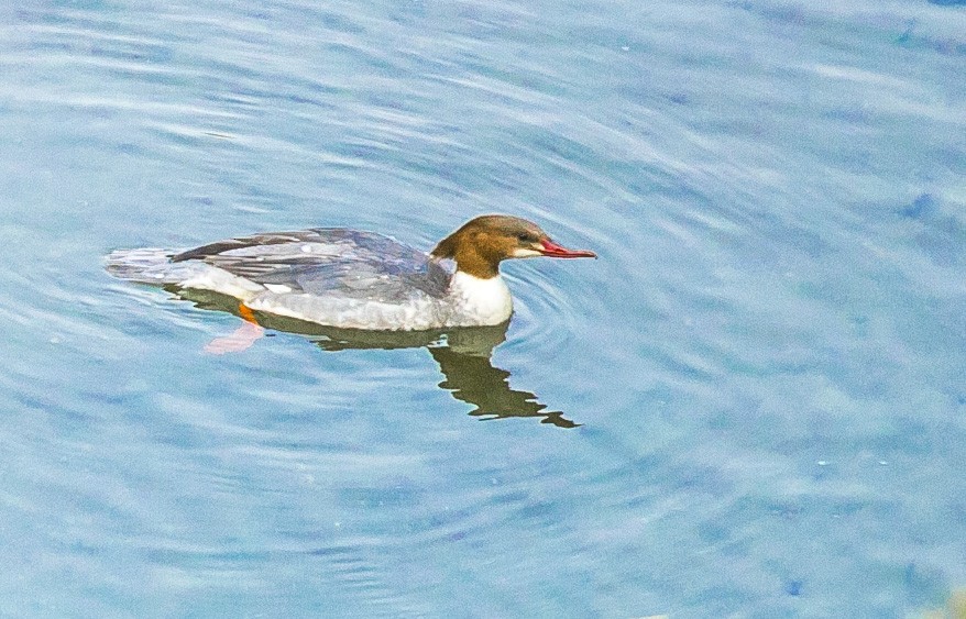 Common Merganser - Balbir Arora