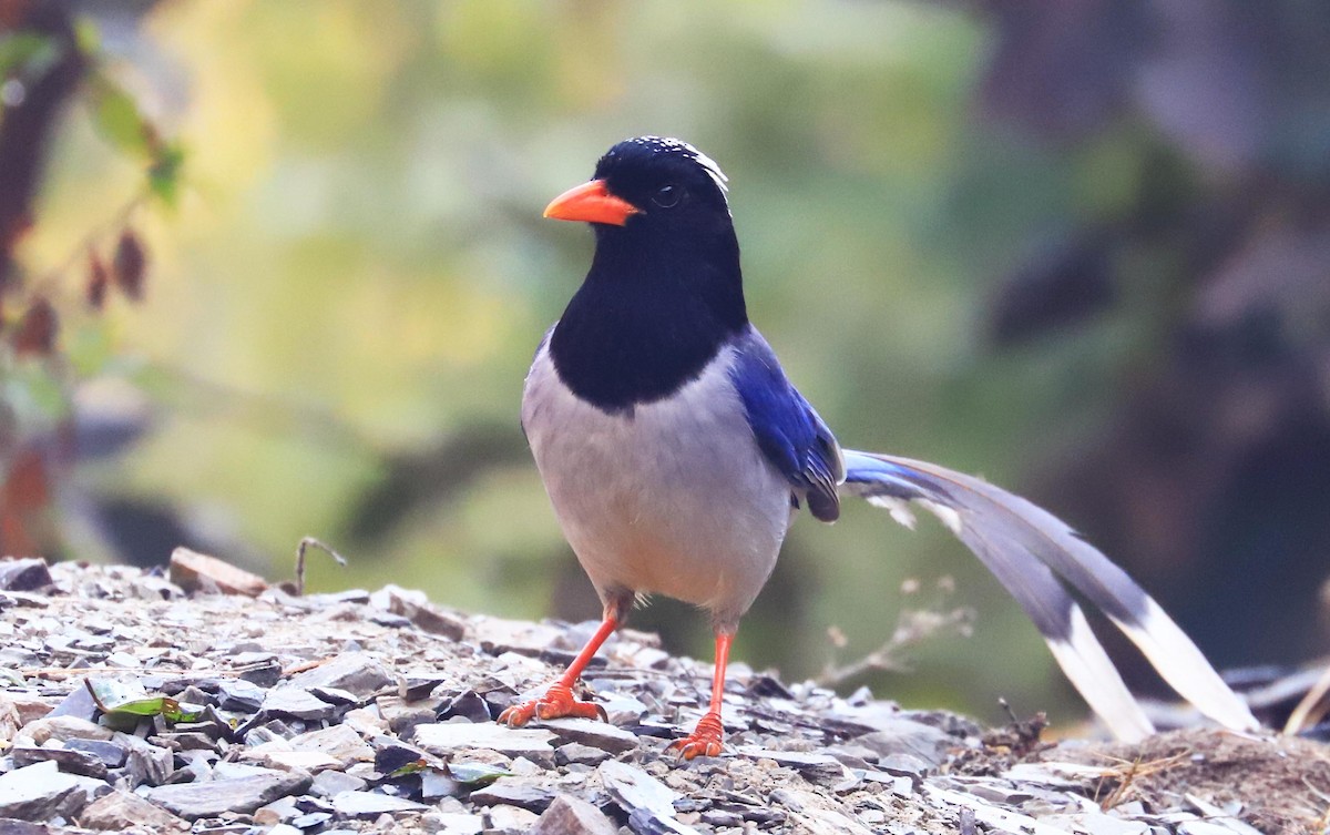 Red-billed Blue-Magpie - ML295879721