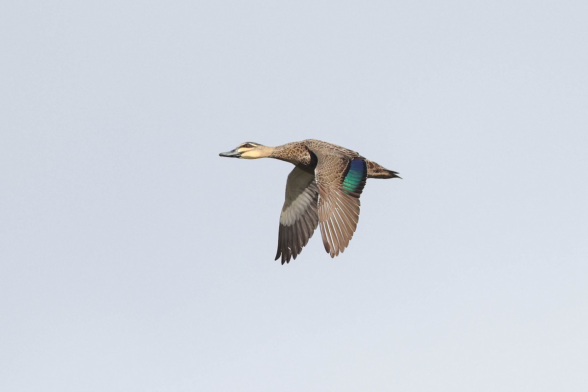 Pacific Black Duck - ML295881861