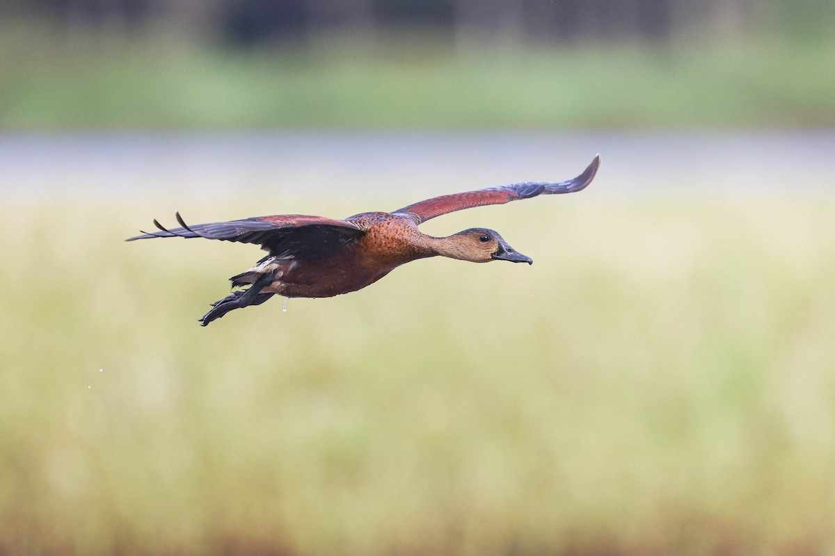 Wandering Whistling-Duck - ML295881881