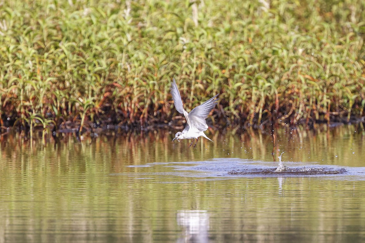 Whiskered Tern - ML295882641