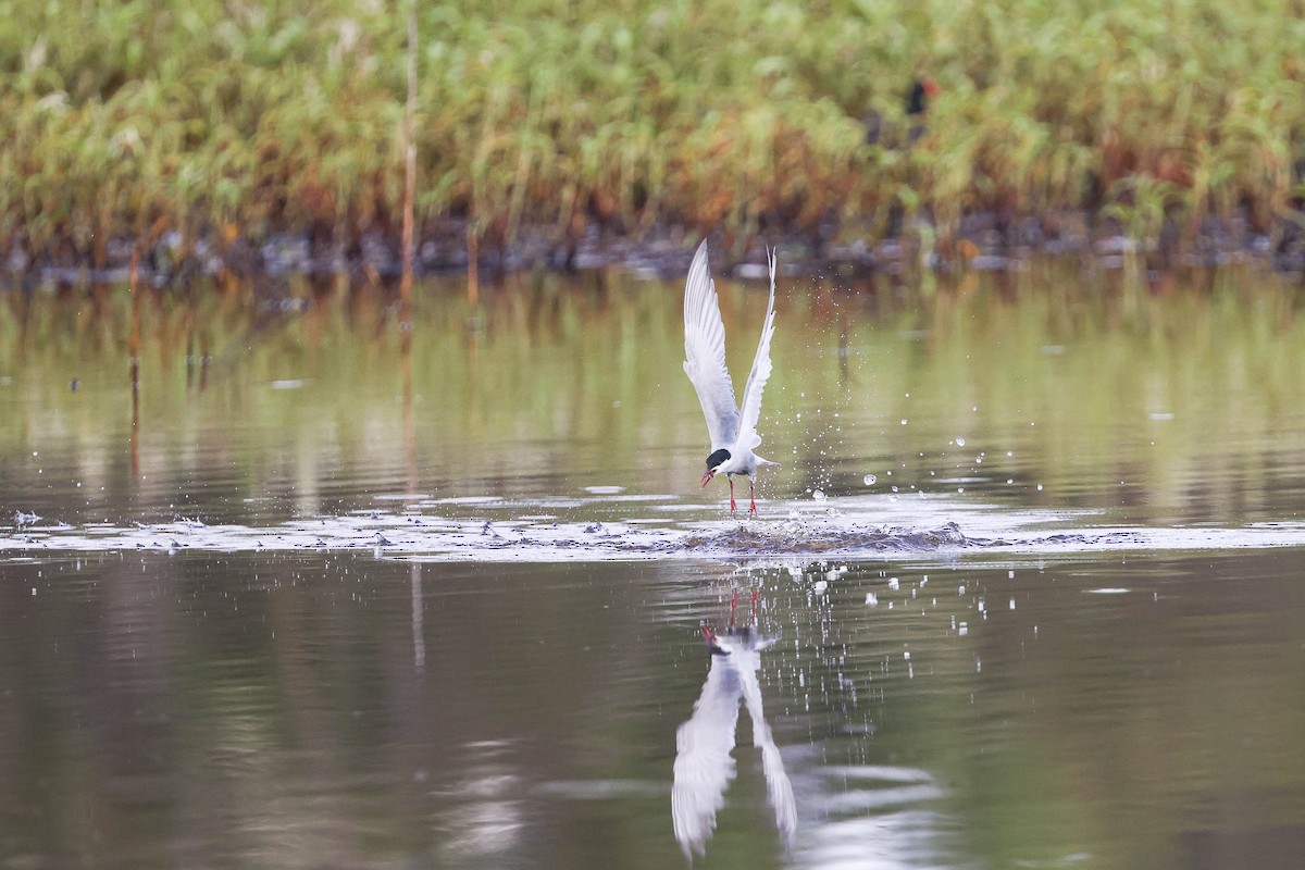 Whiskered Tern - ML295882681