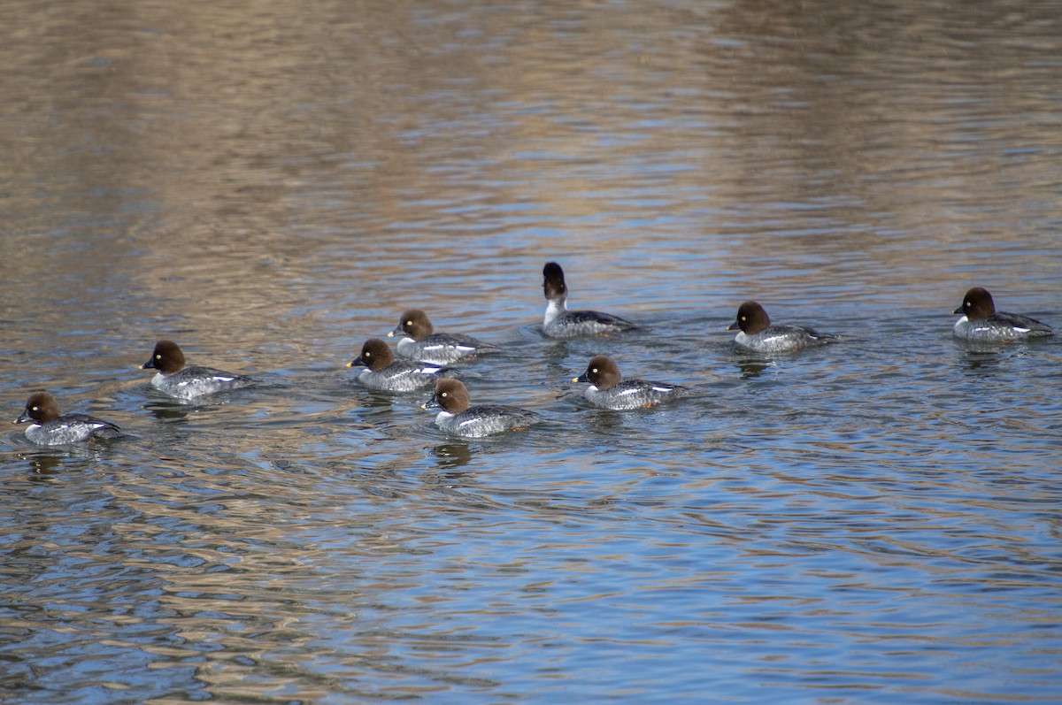 Common Goldeneye - Karen Strong