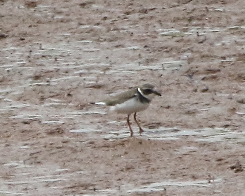 Common Ringed Plover - ML295884261