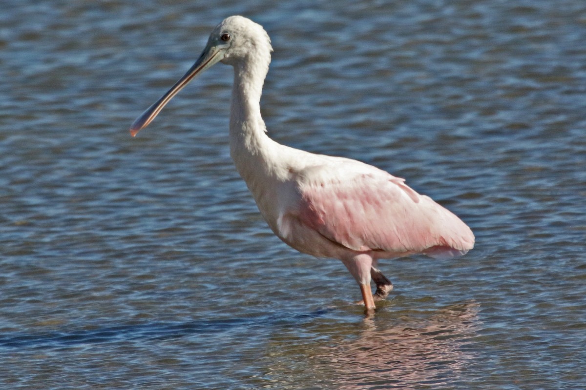 Roseate Spoonbill - ML295885211