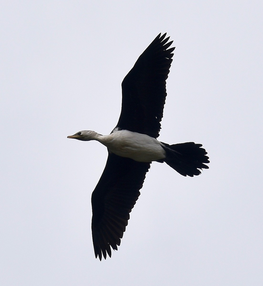 Little Pied Cormorant - ML295885271