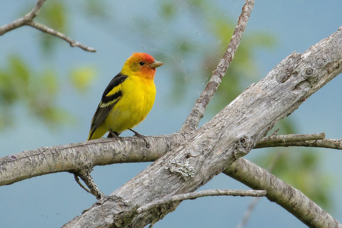 Western Tanager - ML29588531