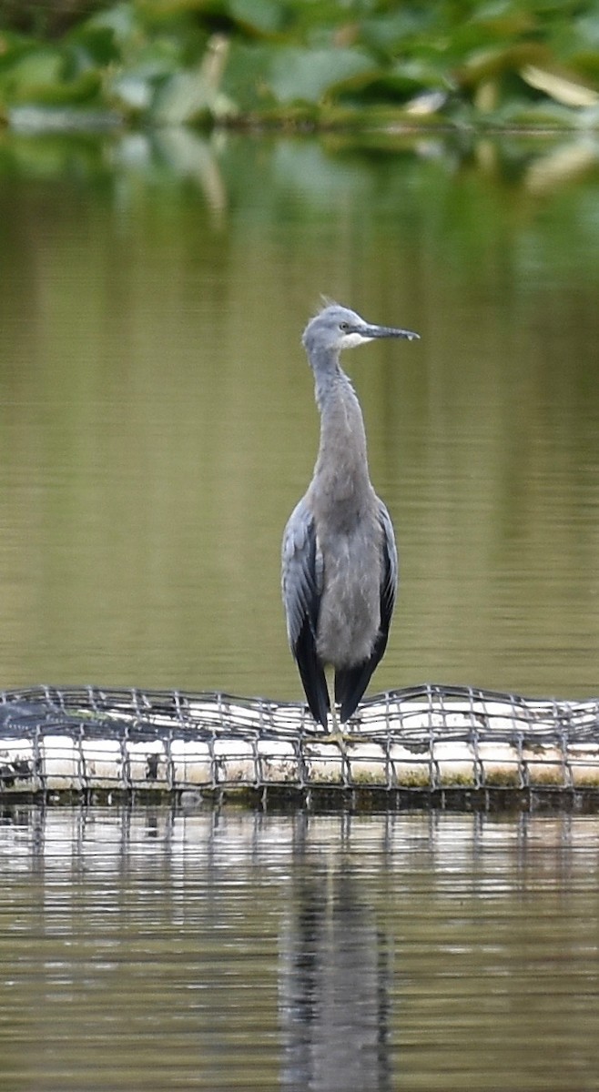 White-faced Heron - ML295885421