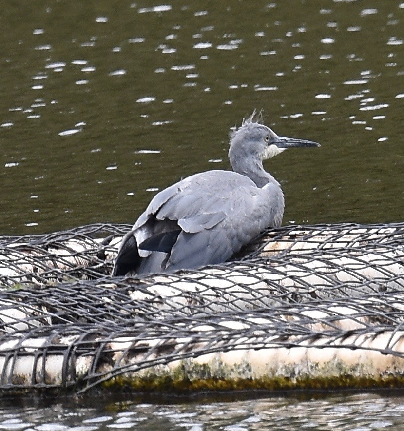 White-faced Heron - ML295885461