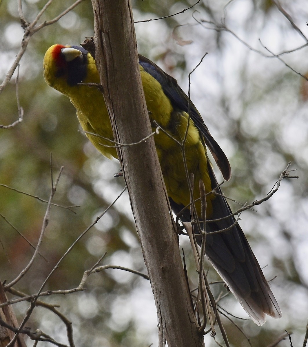 アカビタイキクサインコ - ML295885681