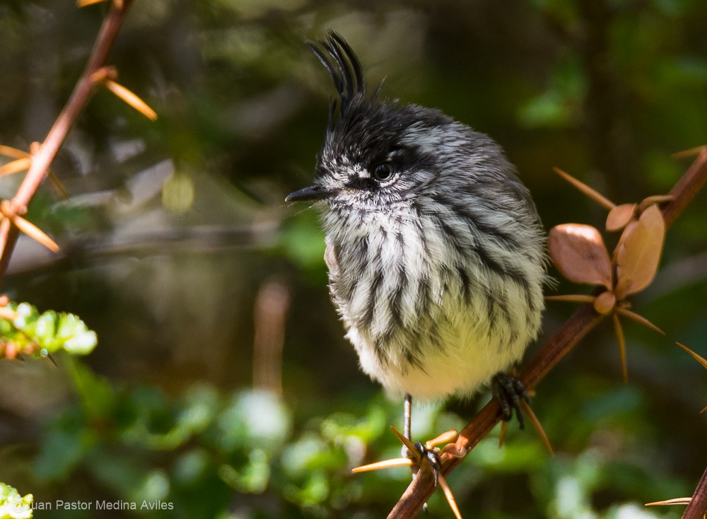 Tufted Tit-Tyrant - ML295888401