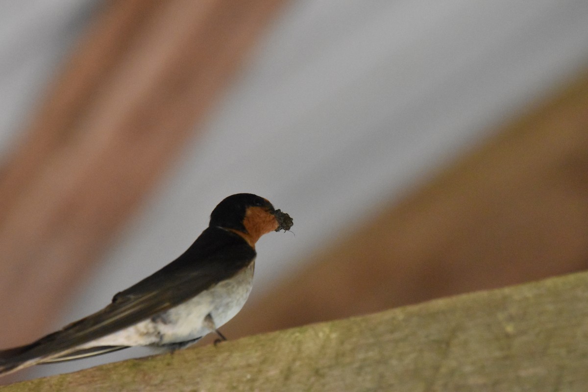 Golondrina Australiana - ML295889211