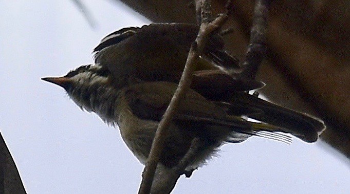 Strong-billed Honeyeater - ML295890031