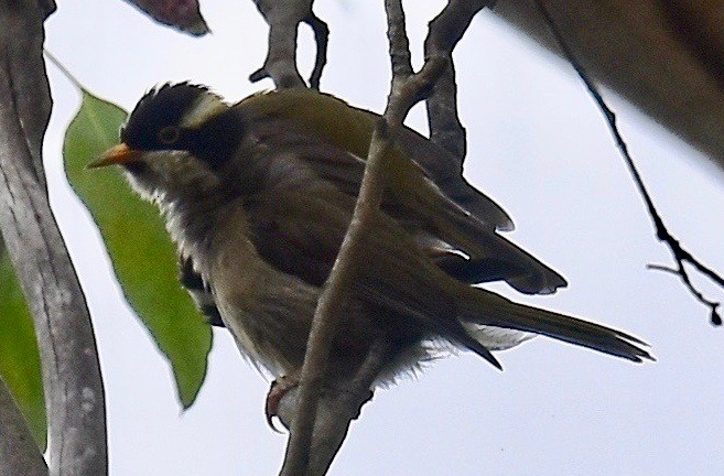 Strong-billed Honeyeater - ML295890041