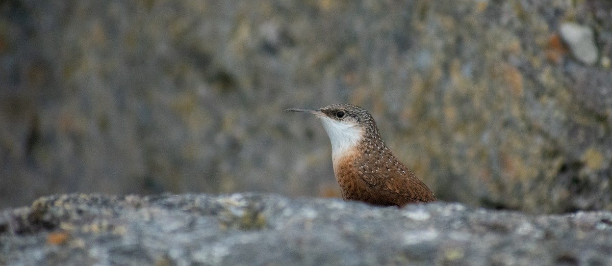 Canyon Wren - Danny Tipton