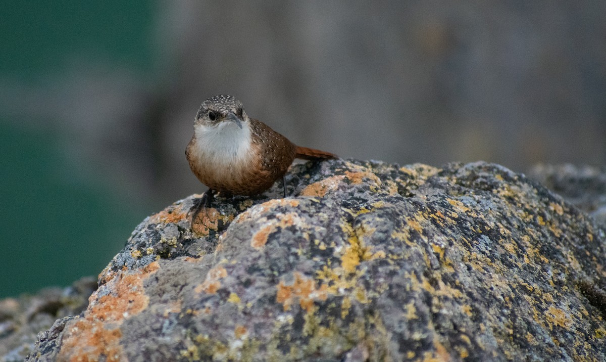 Canyon Wren - Danny Tipton