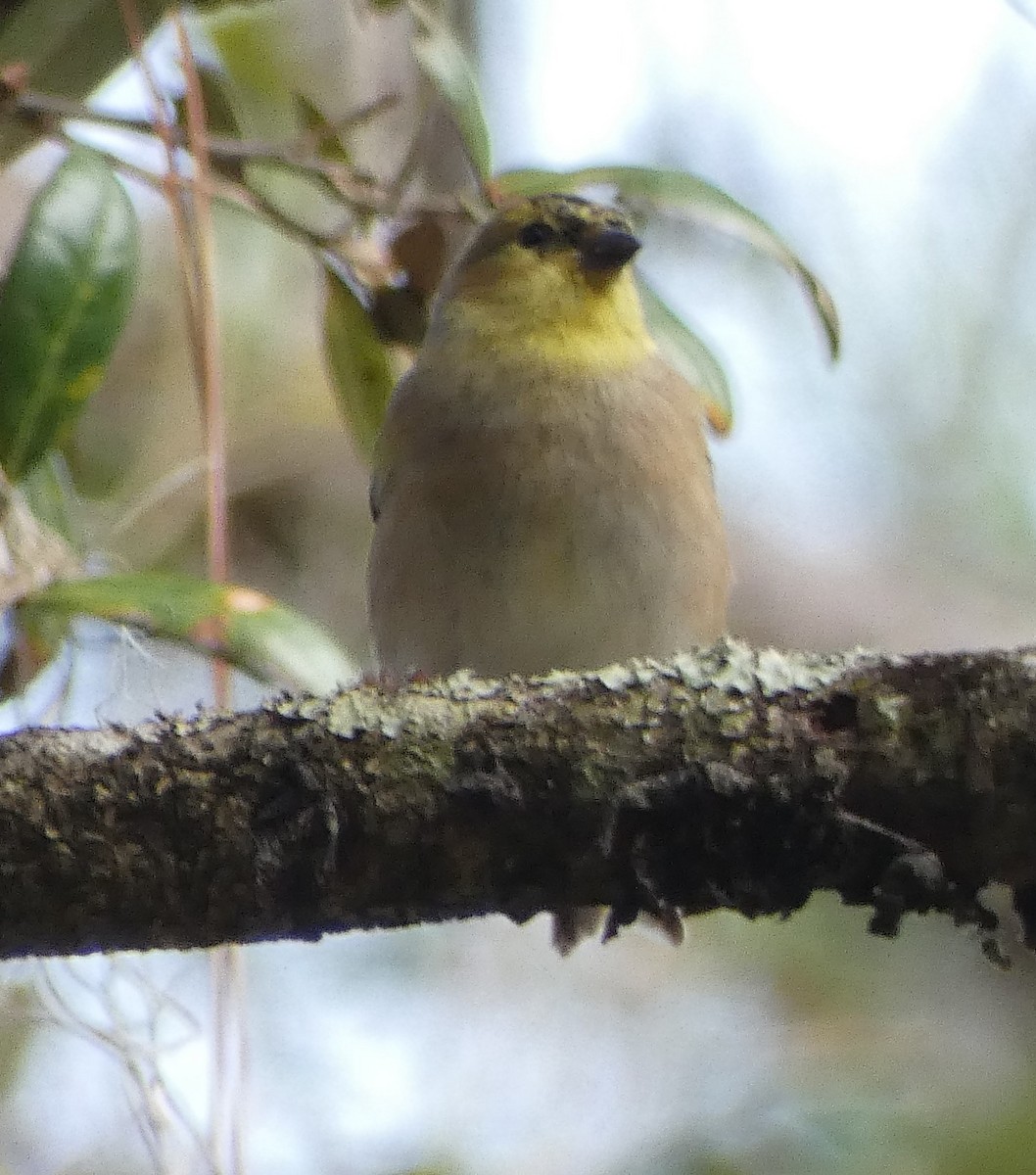 American Goldfinch - ML295890361