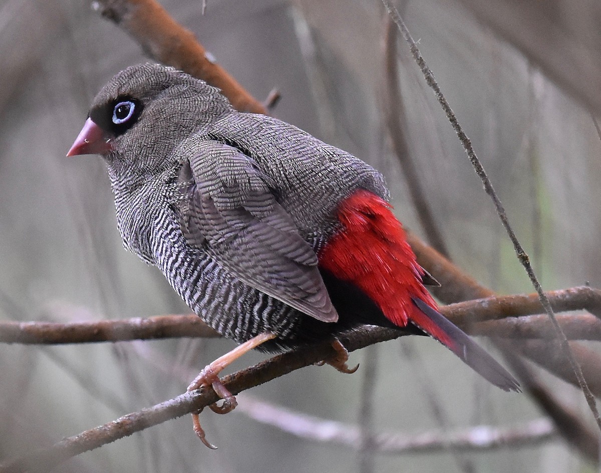 Beautiful Firetail - ML295890381