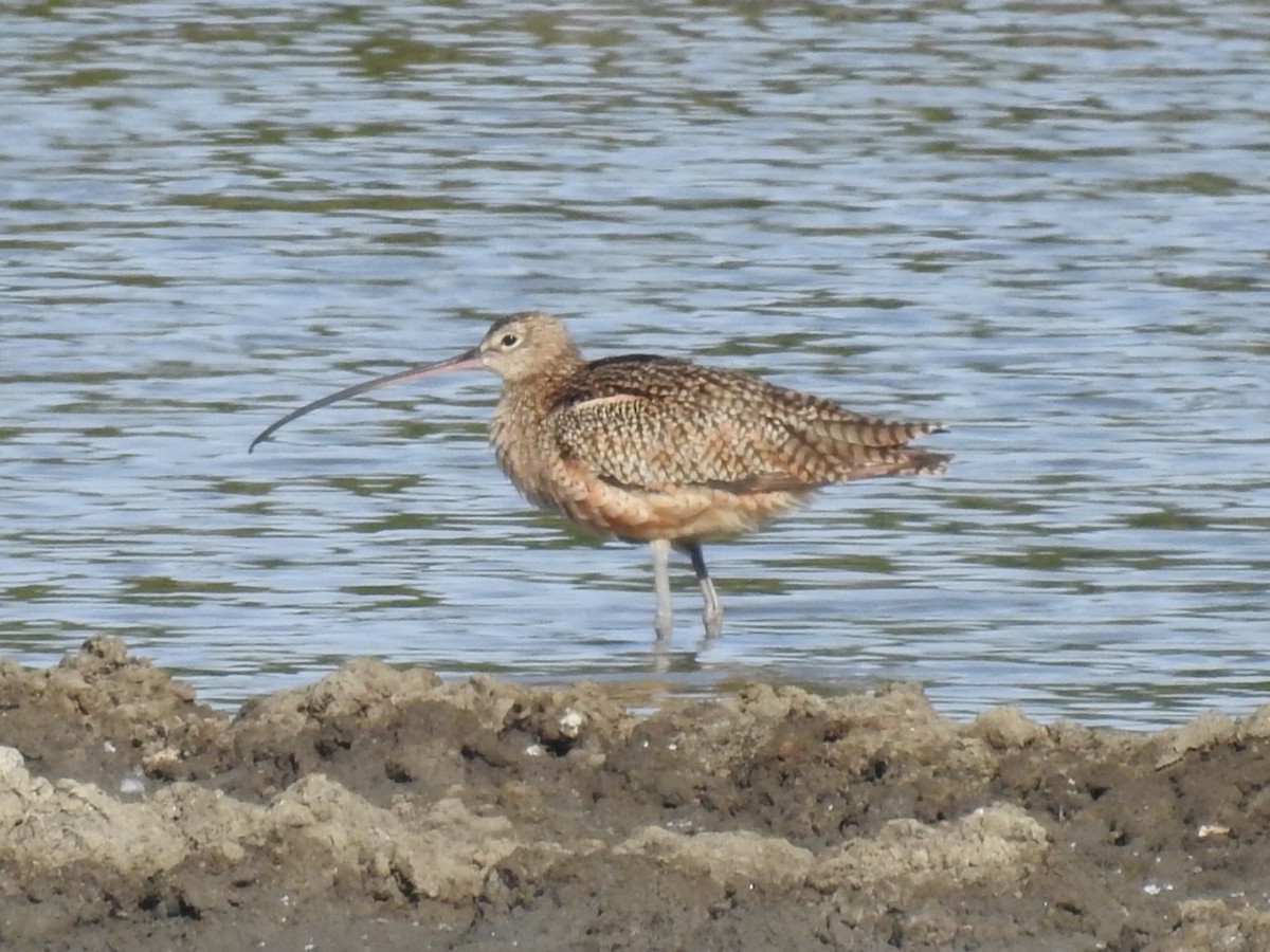 Long-billed Curlew - ML295890821
