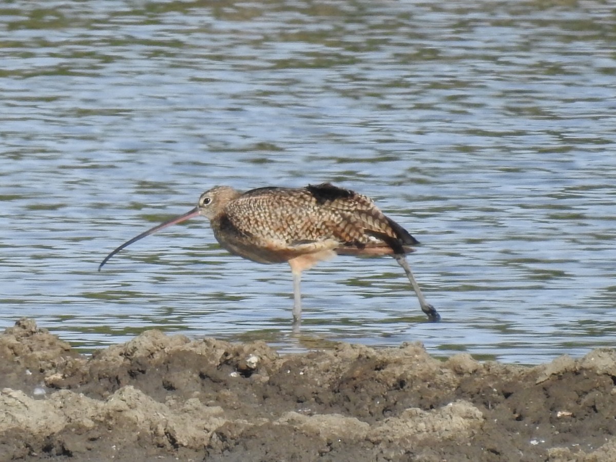 Long-billed Curlew - ML295890831