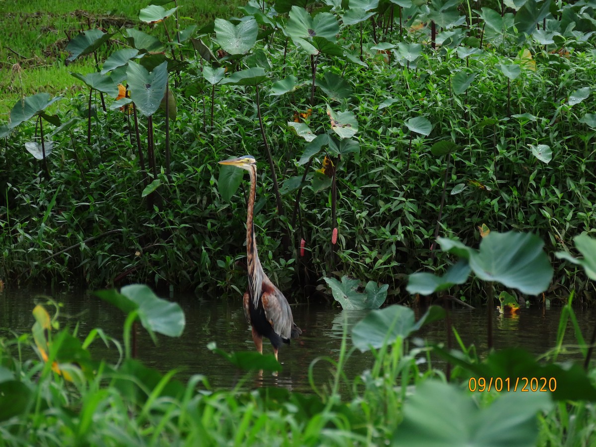 Purple Heron - ML295892201