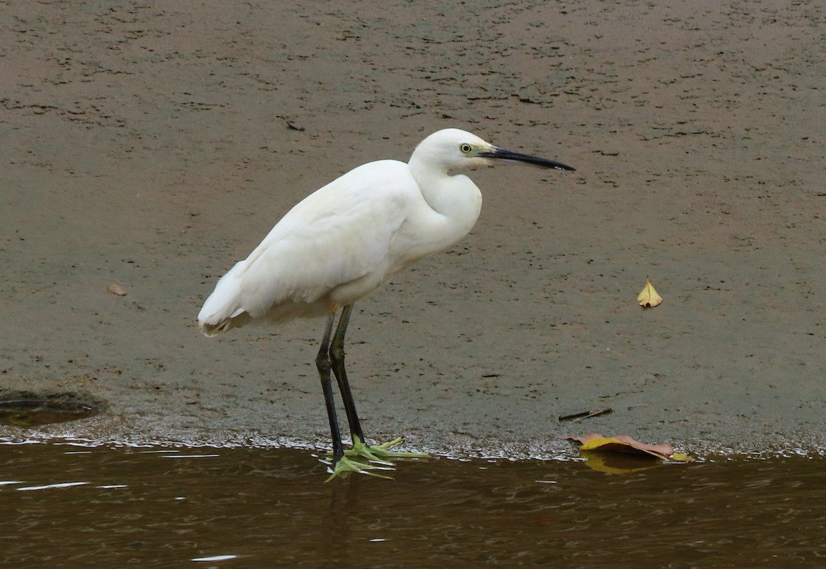 Little Egret - ML295892221