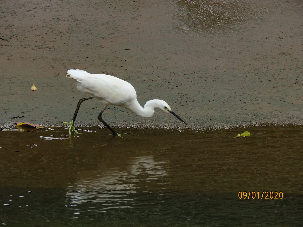 Little Egret - Angela Christine Chua