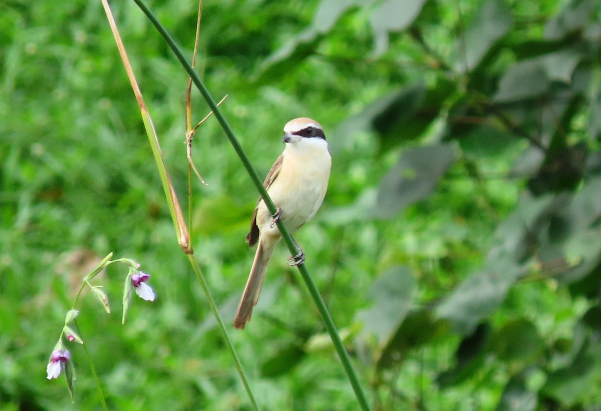 Brown Shrike - ML295892311