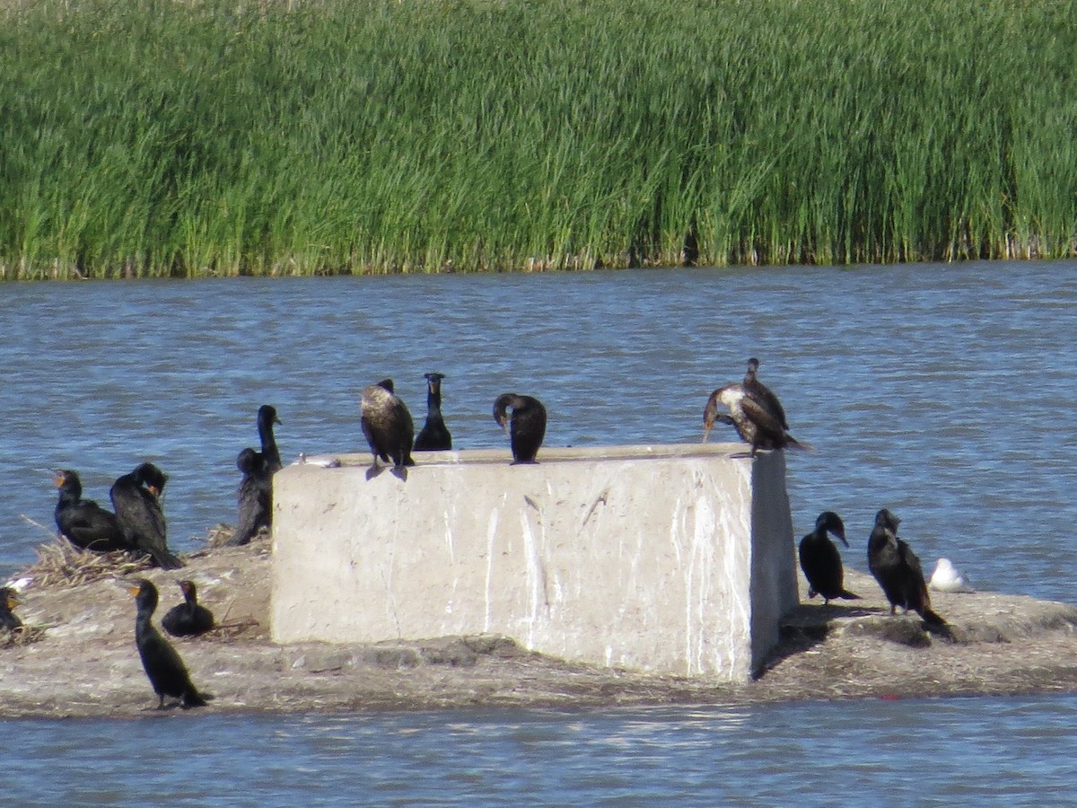 Neotropic Cormorant - ML29589241