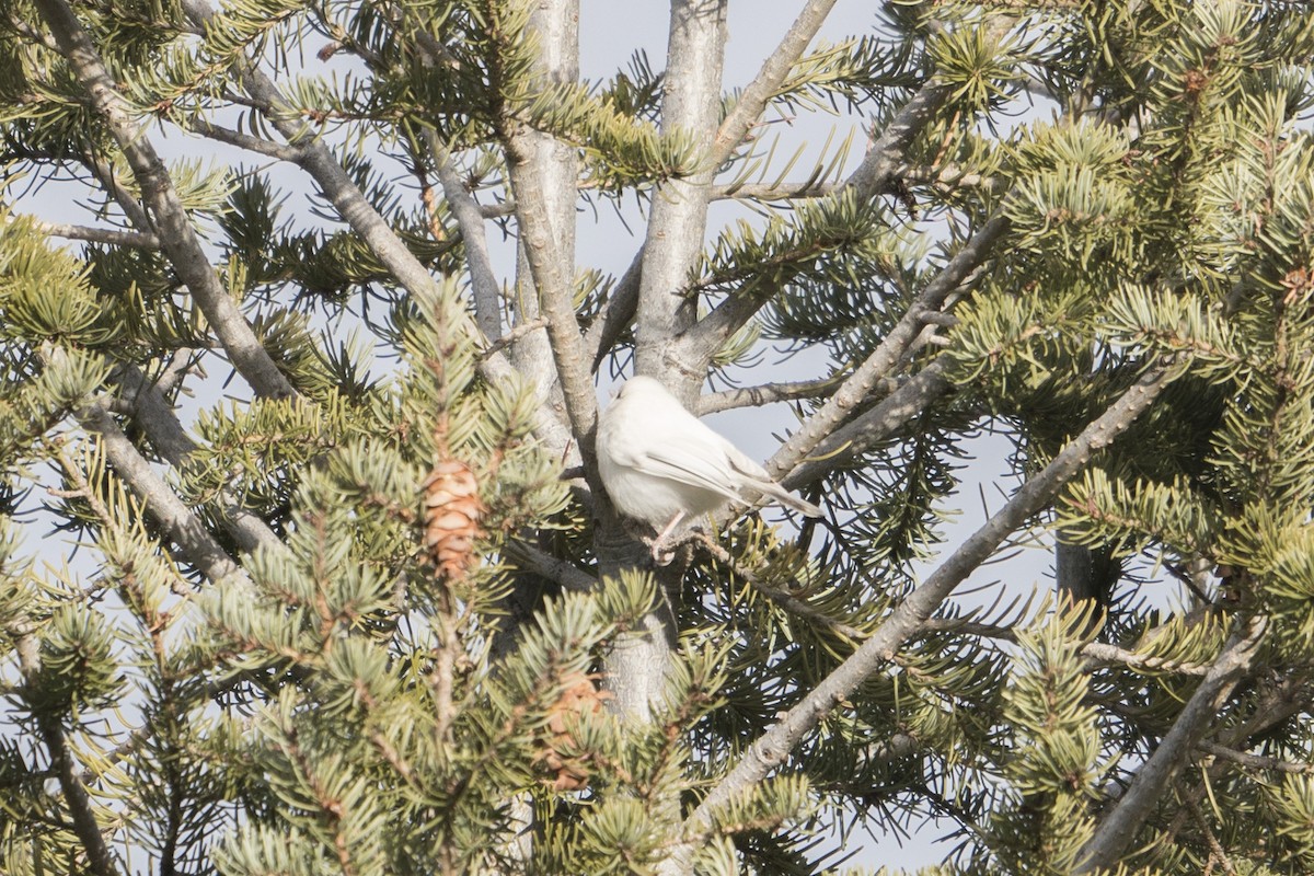 Mountain Chickadee - ML295893361