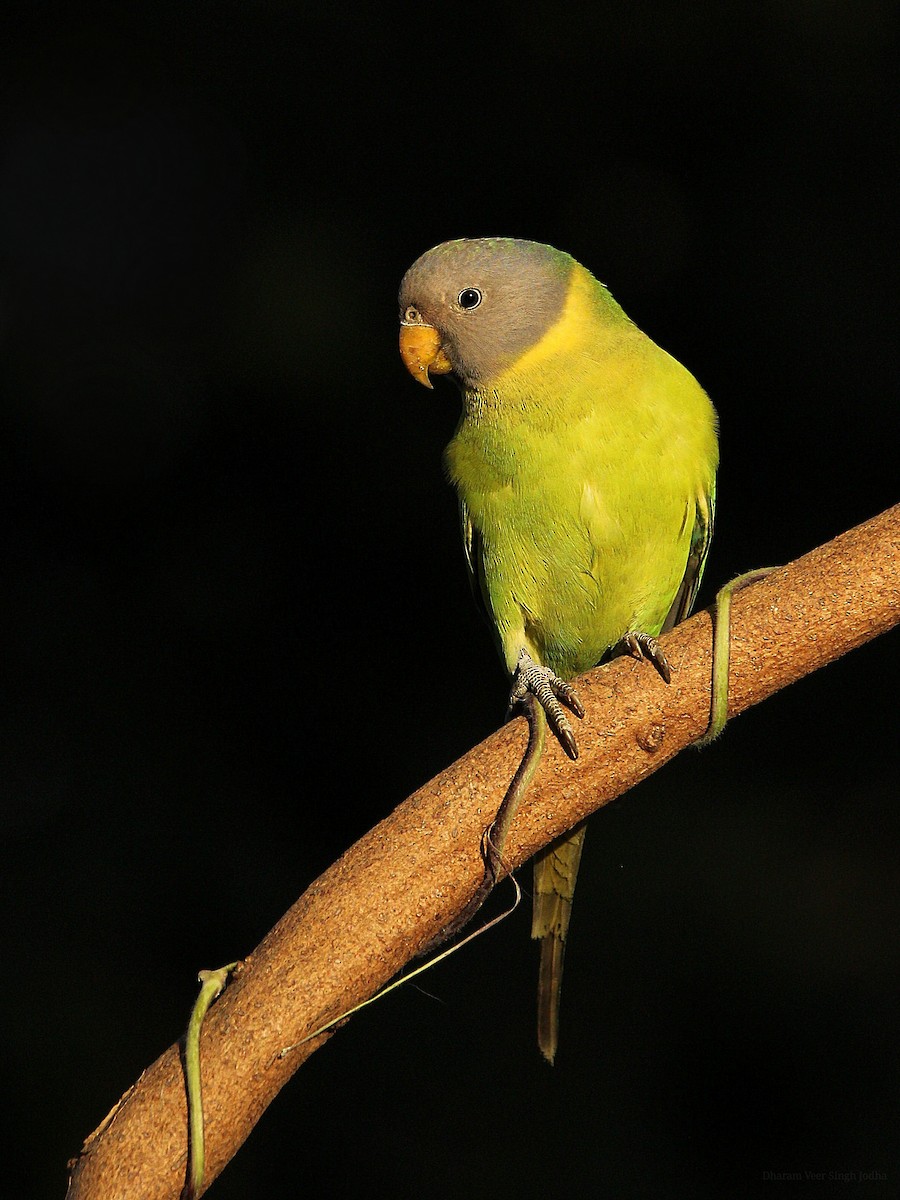 Plum-headed Parakeet - ML295895081