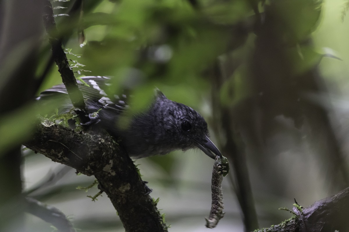 Black-crowned Antshrike - ML295896161