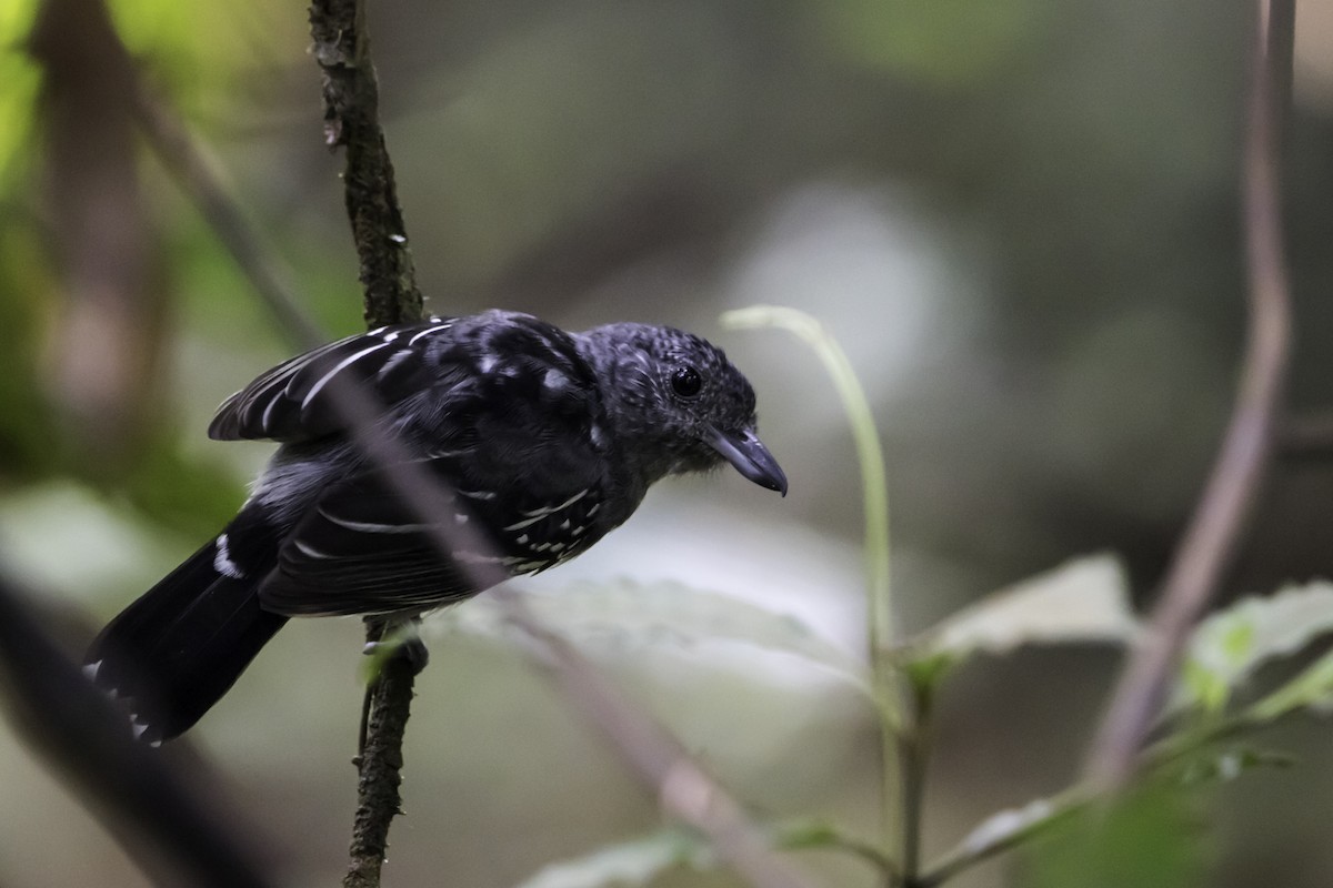 Black-crowned Antshrike - ML295896181