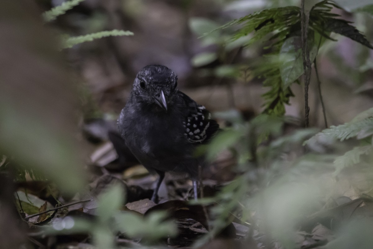 Black-crowned Antshrike - ML295896191