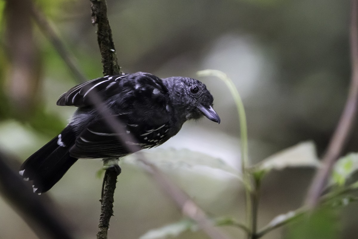 Black-crowned Antshrike - ML295896201