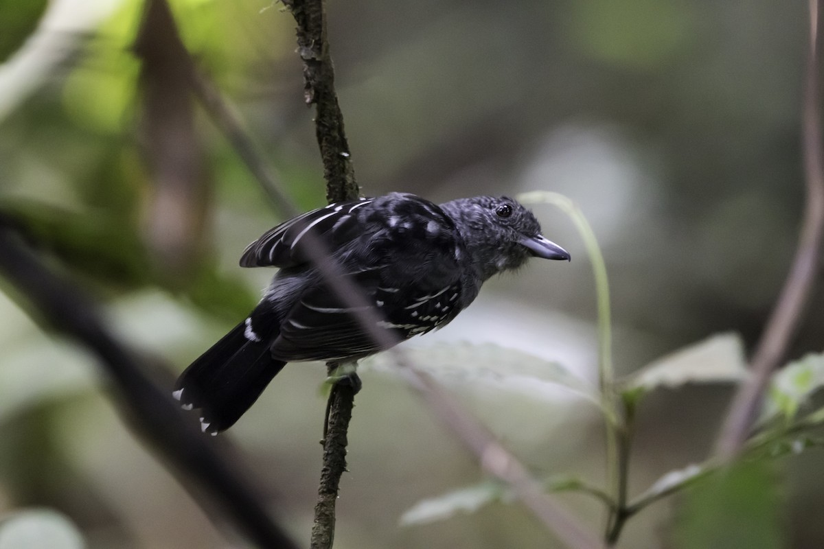 Black-crowned Antshrike - ML295896211