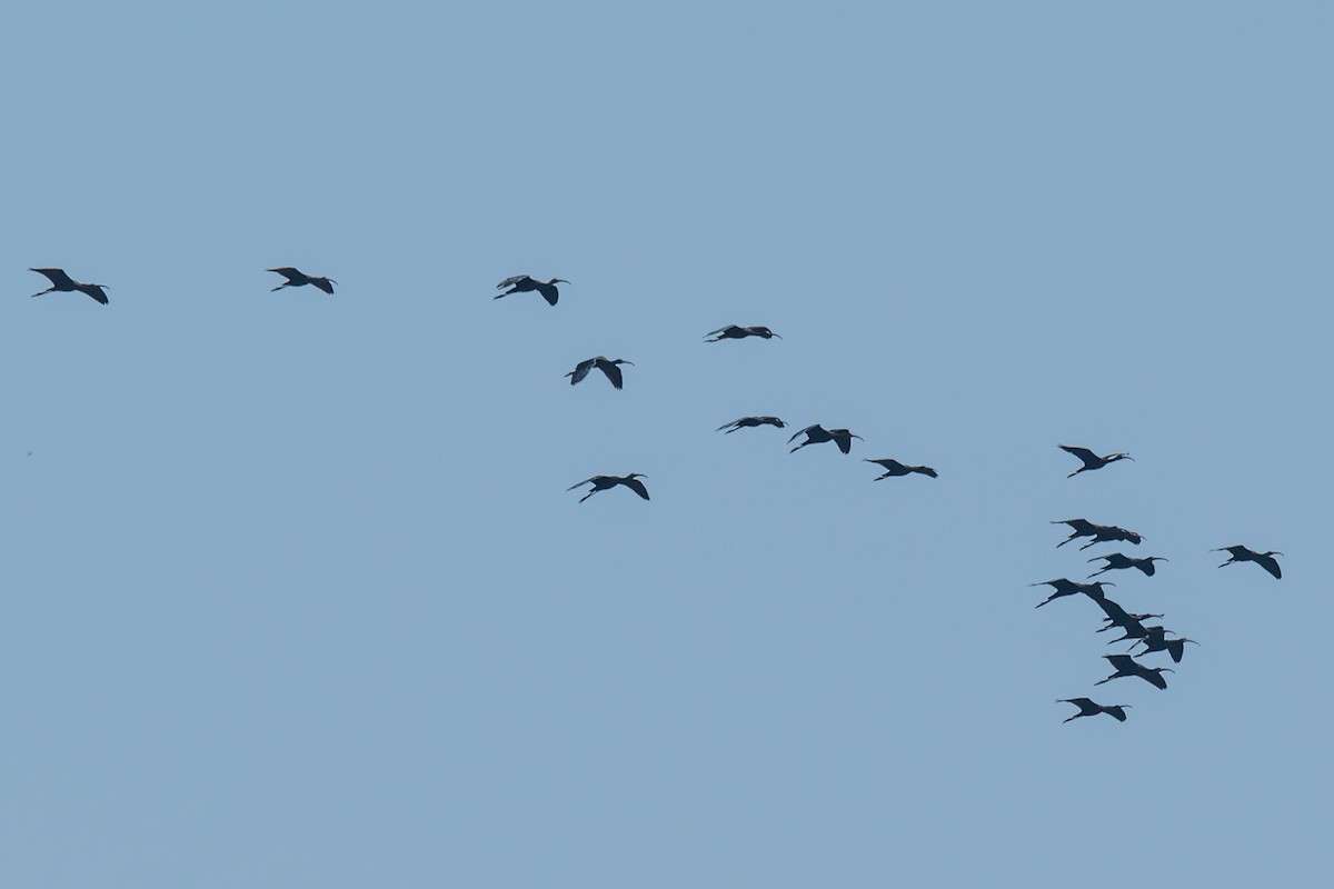 ibis hnědý - ML295896381