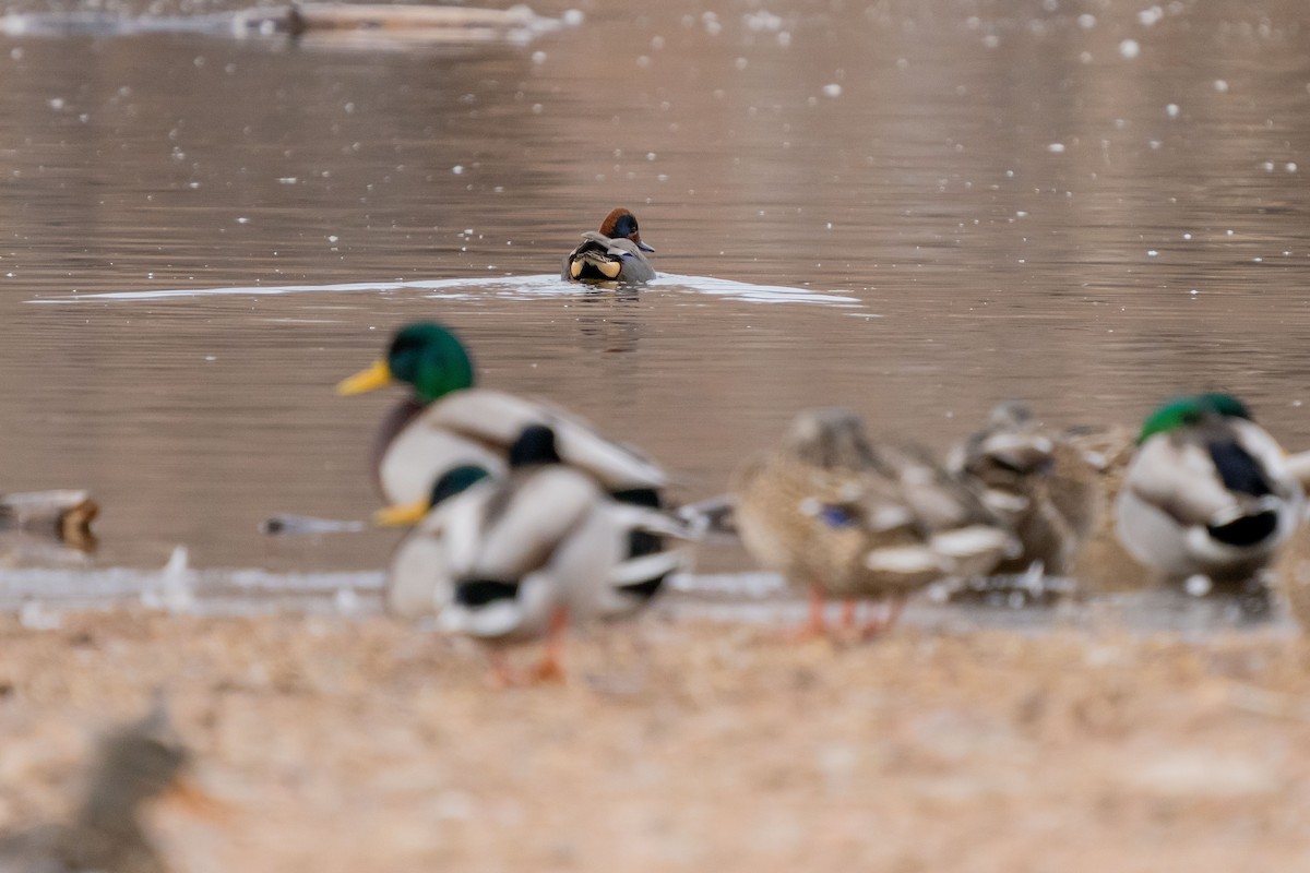 Green-winged Teal - ML295898511