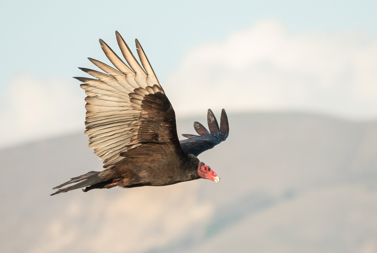 Turkey Vulture - Carter Gasiorowski