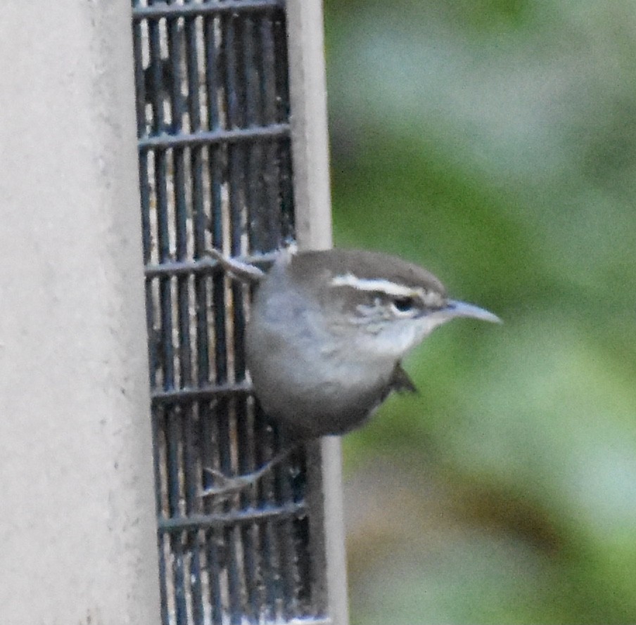 Bewick's Wren - ML295899251