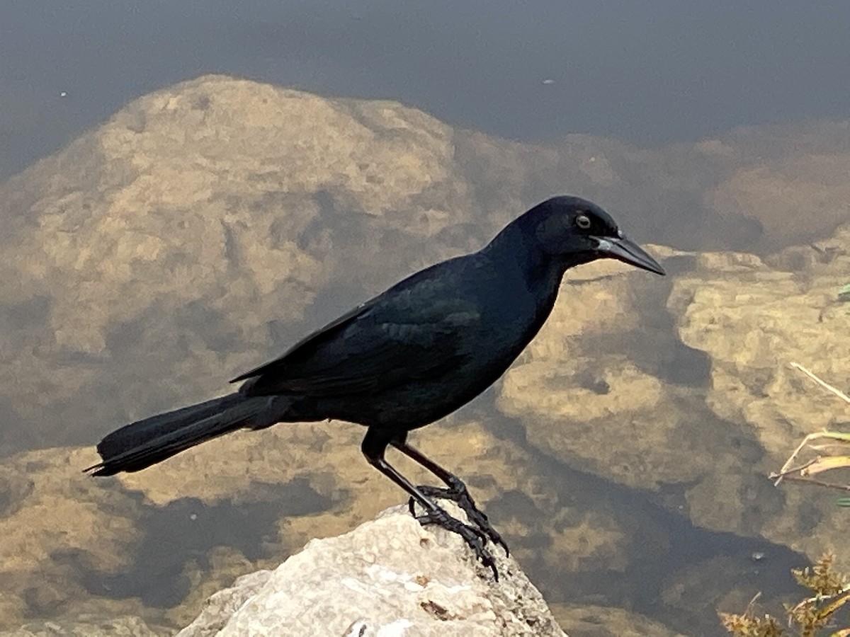 Boat-tailed Grackle - ML295899531