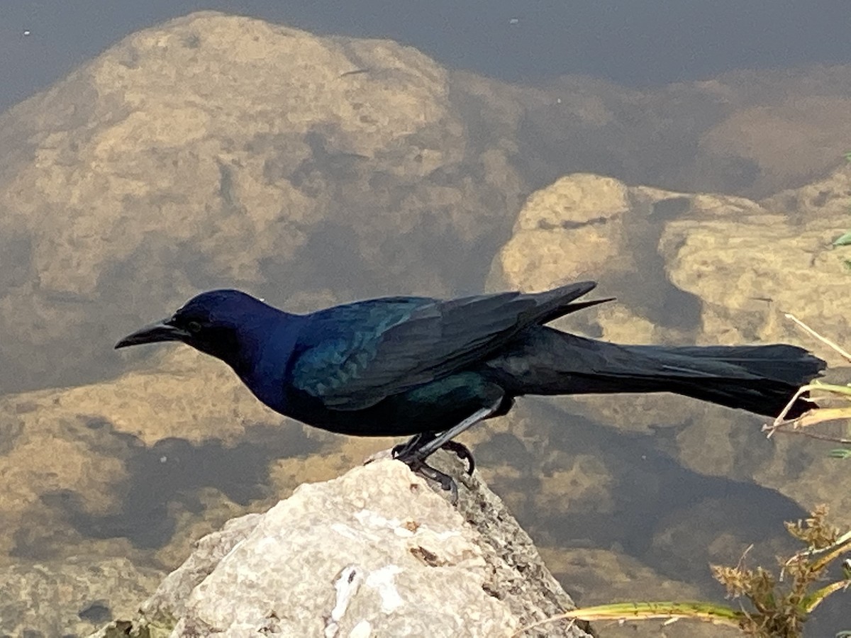 Boat-tailed Grackle - ML295899551