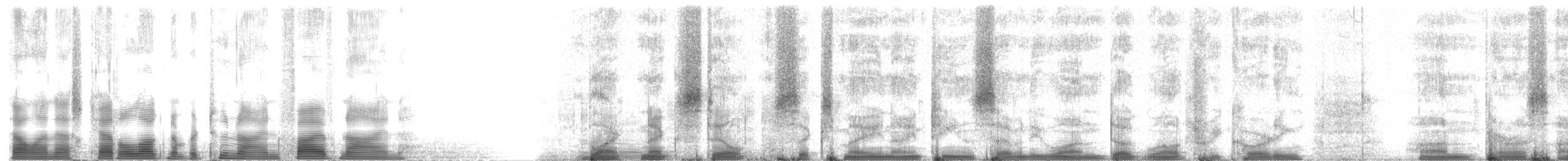 Schwarznacken-Stelzenläufer (mexicanus) - ML2959