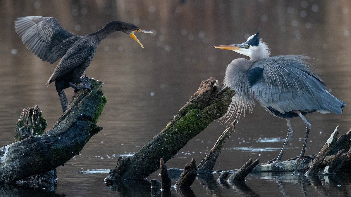 Great Blue Heron - ML295900421