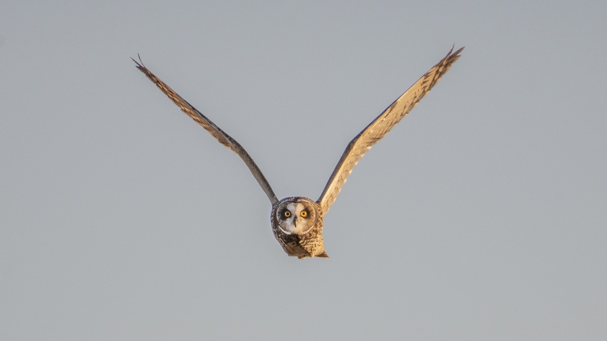 Short-eared Owl - John Sullivan