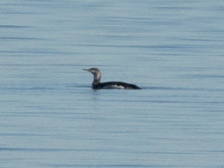 Red-throated Loon - ML295904121